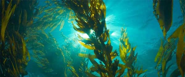 Seaweed Study Shows Encapsulation Promise