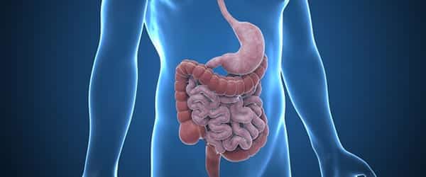 Does The Gut Hold the Answer to Preventing Type 1 Diabetes?