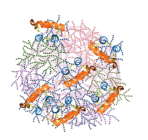 Image showing the insulin formulation from Prof Hagemeyer’s team. The insulin molecules coloured orange. 